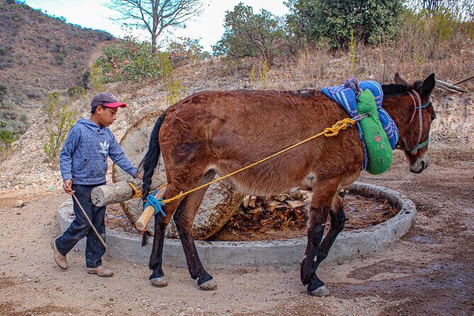 Shared Zapotec Highlights Tour in Oaxaca - A Practical Guide to the Zapotec Highlights Tour