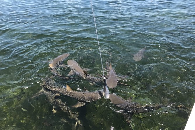 Shark and Wildlife Viewing Adventure in Key West - Tour Inclusions