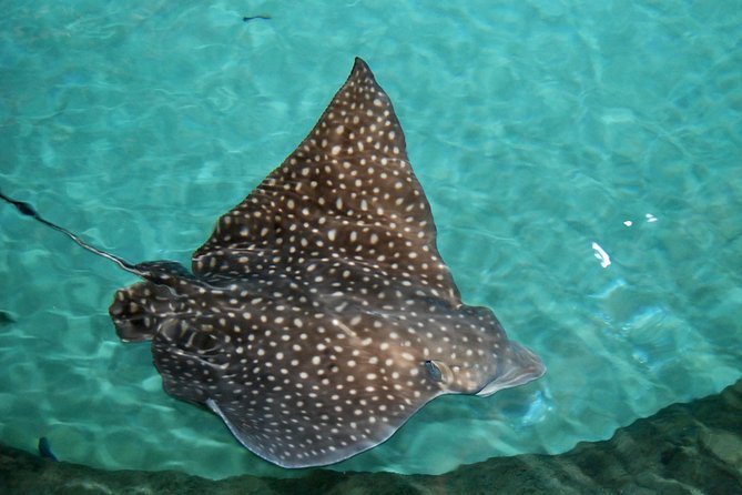 Shark and Wildlife Viewing Adventure in Key West - Booking and Cancellation Policy