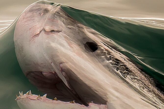 Shark Cage Dive in Gansbaai See Bronze & Other, Sometimes Great Whites - Overview of the Tour