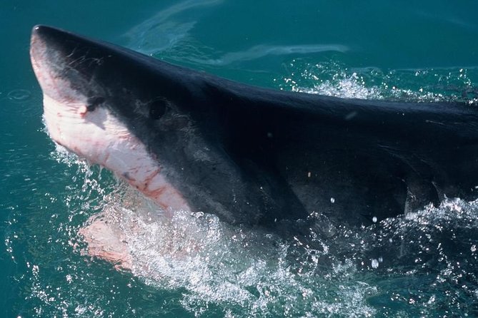 Shark Cage Dive in Gansbaai See Bronze & Other, Sometimes Great Whites - Accessibility and Considerations