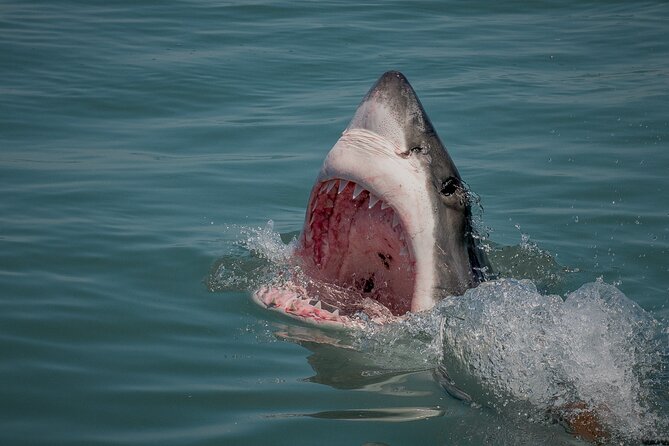 Shark Cage Dive in Gansbaai See Bronze & Other, Sometimes Great Whites - Customer Experiences