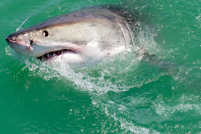 Shark Cage Dive in Gansbaai See Bronze & Other, Sometimes Great Whites - Booking and Pricing Details