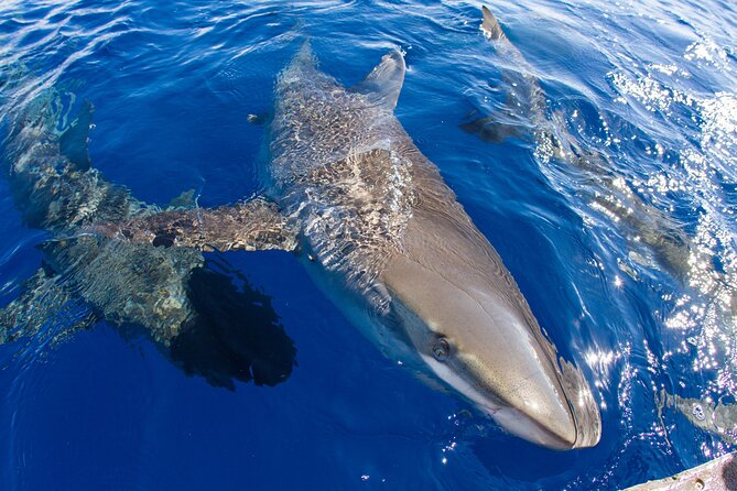 Shark Cage Diving In Oahu - What to Bring