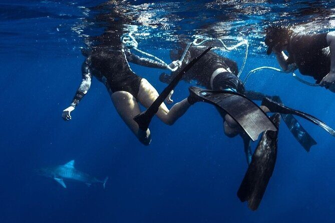 Shark Dive Private Charter No Cage - An In-Depth Look at the Shark Dive Experience