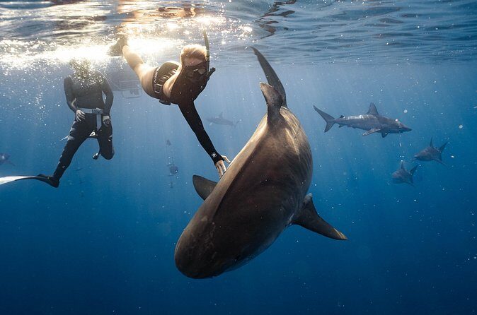 Shark Dive Private Charter No Cage - Why Choose This Experience?