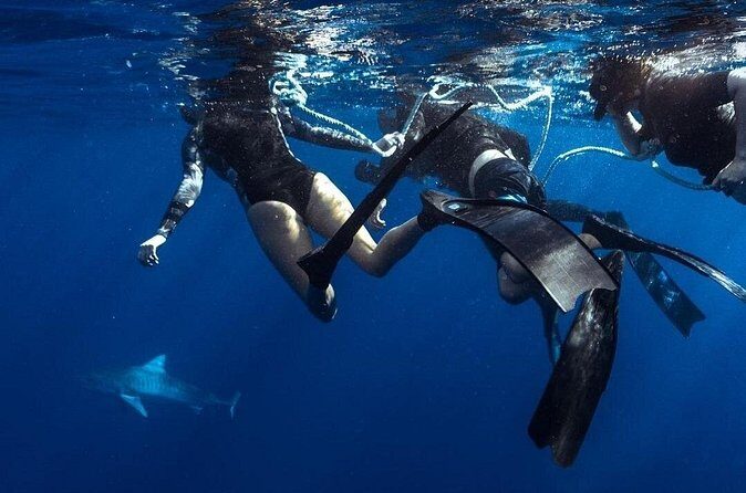 Shark Dive Private Charter No Cage - FAQs