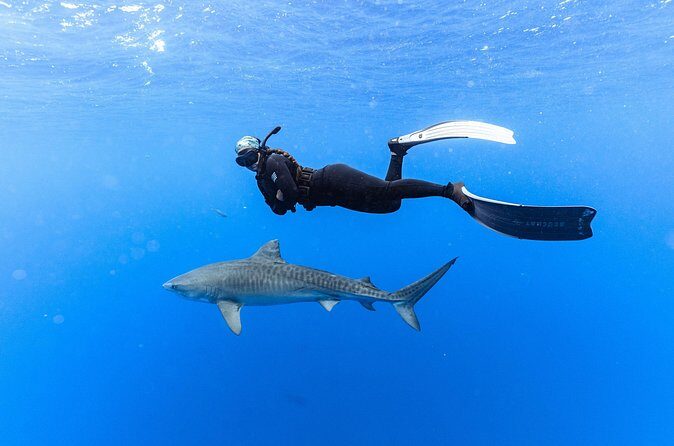 Shark Dive Private Charter No Cage - The Sum Up
