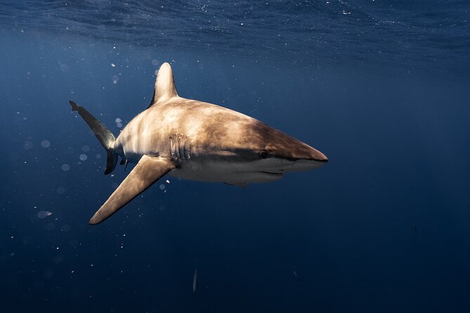 Shark Diving and Snorkeling in Oahu Hawaii - Safety Considerations