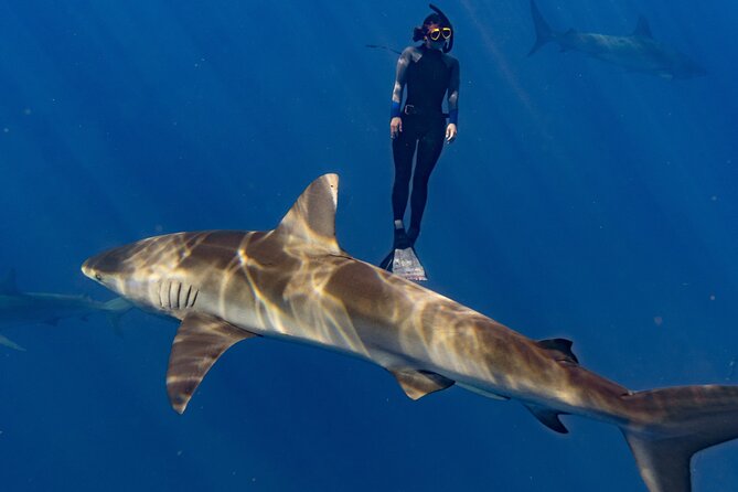Shark Diving and Snorkeling in Oahu Hawaii - Participant Reviews and Feedback