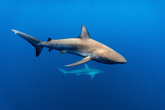 Shark Diving and Snorkeling in Oahu Hawaii - Additional Activities and Excursions