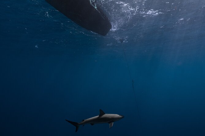 Shark Diving and Snorkeling in Oahu Hawaii - Questions About Your Stay