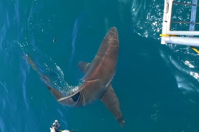 Shark Explorers - Tour Pricing and Details