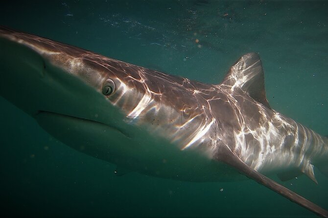 Shark Explorers - Meeting Point and Logistics