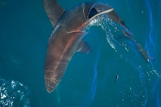 Shark Explorers - Customer Reviews and Feedback