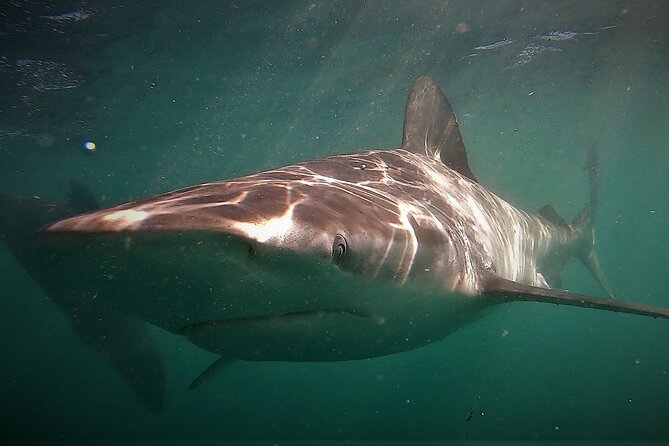 Shark Explorers - Tips for Shark Diving