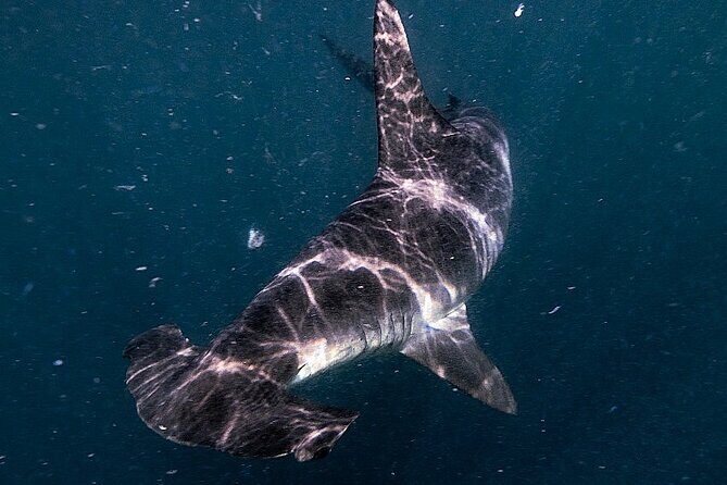 Shark Guided Diving Los Cabos - What to Expect on the Tour