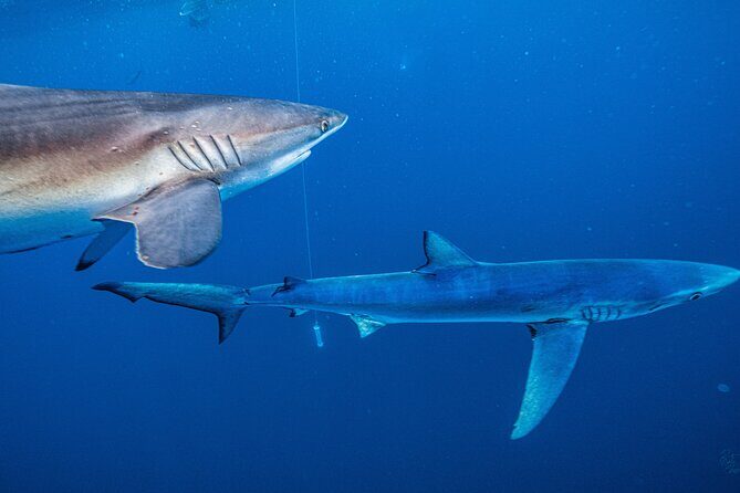 Shark Guided Diving Los Cabos - Authentic Encounters & Genuine Feedback