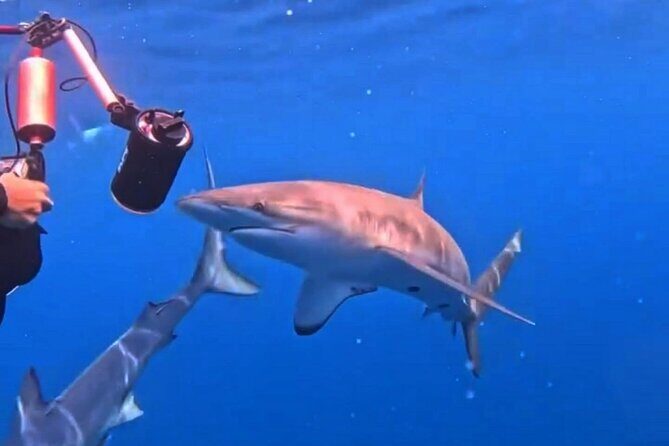 Shark Guided Diving Los Cabos - Practical Details: Transportation, Group Size, & Timing