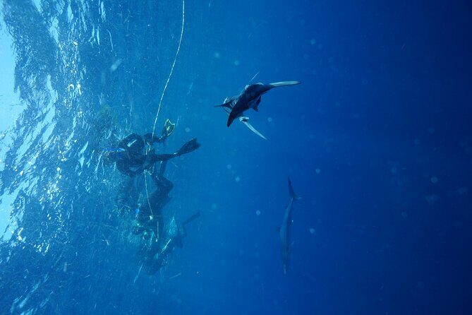 Shark Guided Diving Los Cabos - Who Is This Tour Best For?