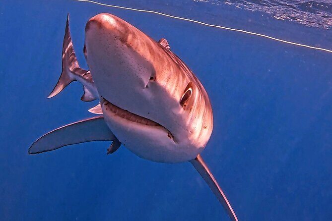 Shark Guided Diving Los Cabos - The Sum Up