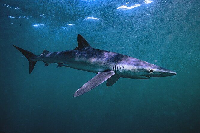 Shark Guided Diving Los Cabos - FAQs