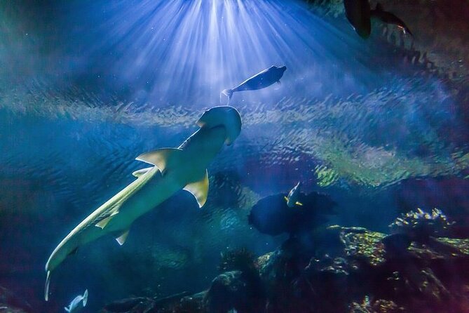 Shark Reef at Mandalay Bay Hotel and Casino - Good To Know