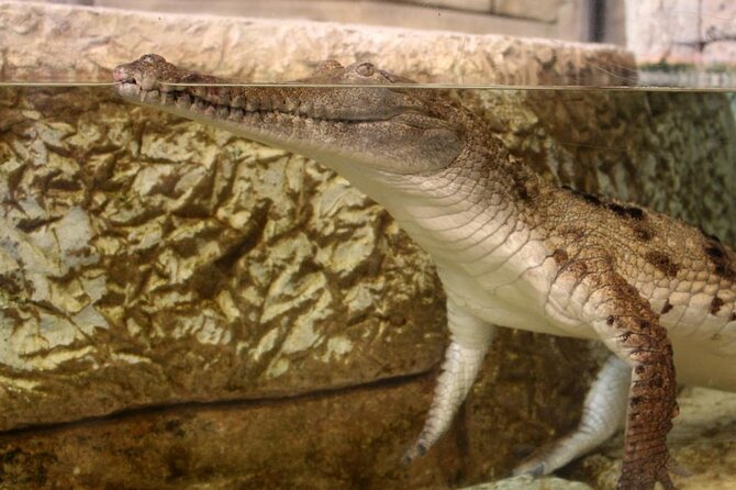 Shark Reef at Mandalay Bay Hotel and Casino - Reviews and Feedback