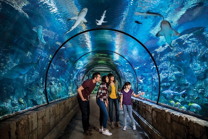 Shark Reef at Mandalay Bay Hotel and Casino - Tips for Visitors