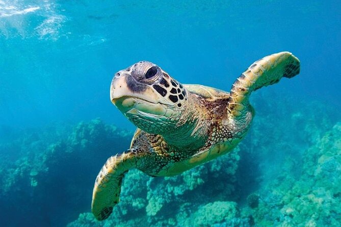 Shark Reef at Mandalay Bay Hotel and Casino - Final Thoughts and Recommendations