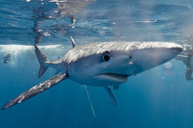 Shark Safari in San Jose del Cabo - An In-Depth Look at Shark Safari in San Jose del Cabo