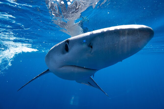 Shark Safari & Snorkel Adventure in Cabo San Lucas - Customer Feedback and Ratings