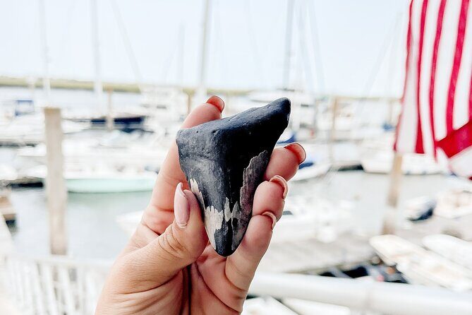 Shark Tooth and Shell Hunting Tour in Charleston, SC - What Is the Shark Tooth and Shell Hunting Tour?