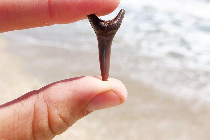 Shark Tooth and Shell Hunting Tour in Charleston, SC - The Treasure Hunt Experience
