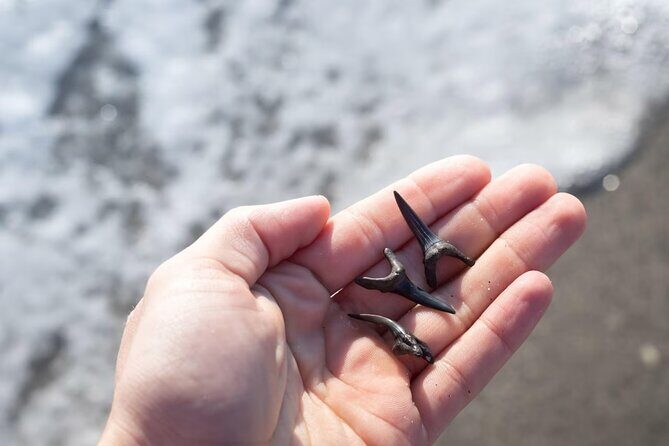 Shark Tooth and Shell Hunting Tour in Charleston, SC - What Travelers Say