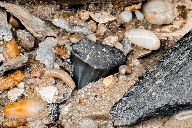 Shark Tooth and Shell Hunting Tour in Charleston, SC - Practical Tips for Your Trip