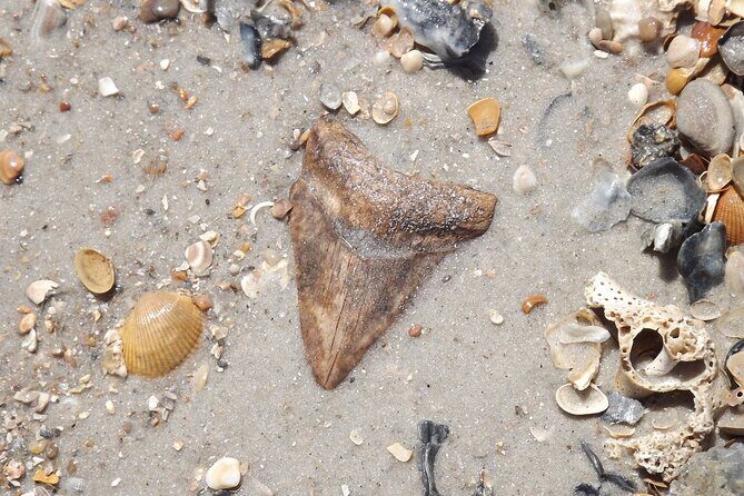 Shark Tooth and Shell Hunting Tour in Charleston, SC - The Sum Up