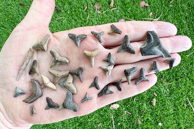 Shark Tooth and Shell Hunting Tour in Charleston, SC - FAQ