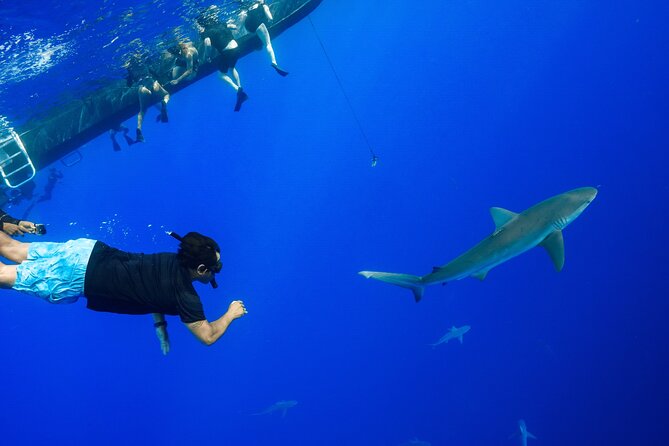 Shark Tour Dive With Sharks in Hawaii With One Ocean Diving - Recap