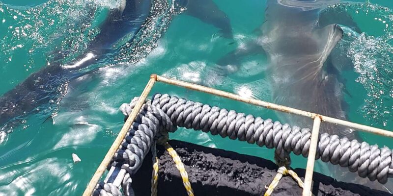 Shark & Whale Trip Combo - Good To Know
