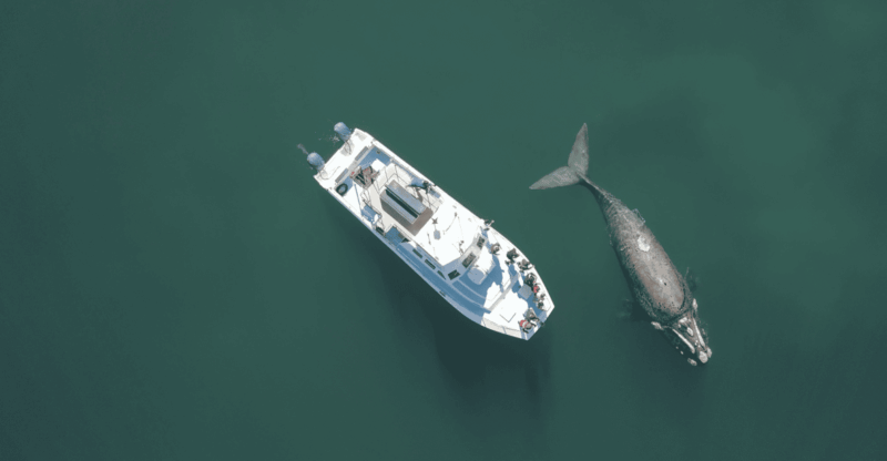 Shark & Whale Trip Combo - Shark Cage Diving Experience