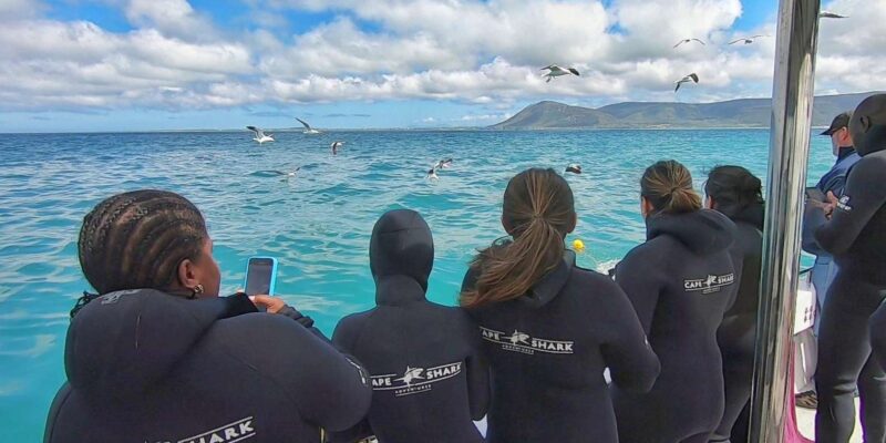 Shark & Whale Trip Combo - Whale Watching Adventure