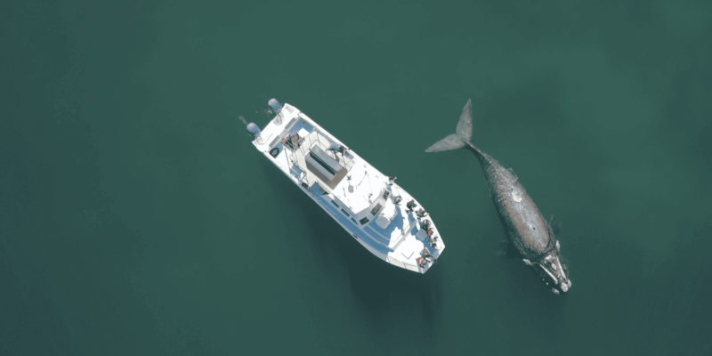Shark & Whale Trip Combo - Wildlife and Sightings
