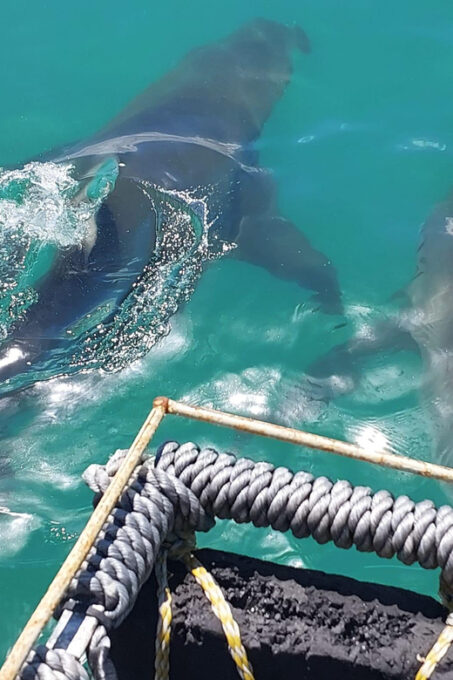 Shark & Whale Trip Combo - Important Information to Know