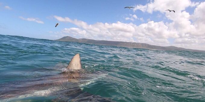 Shark & Whale Trip Combo - The Sum Up