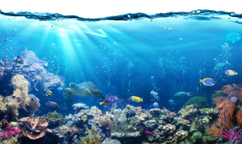 Sharm El Sheikh: 4-Day PADI Open Water Diver Course - Inclusions and Transfers