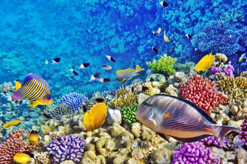 Sharm El-Sheikh: Blue Hole or 3 Pools Dahab Trip With Lunch - Inclusions and Important Information