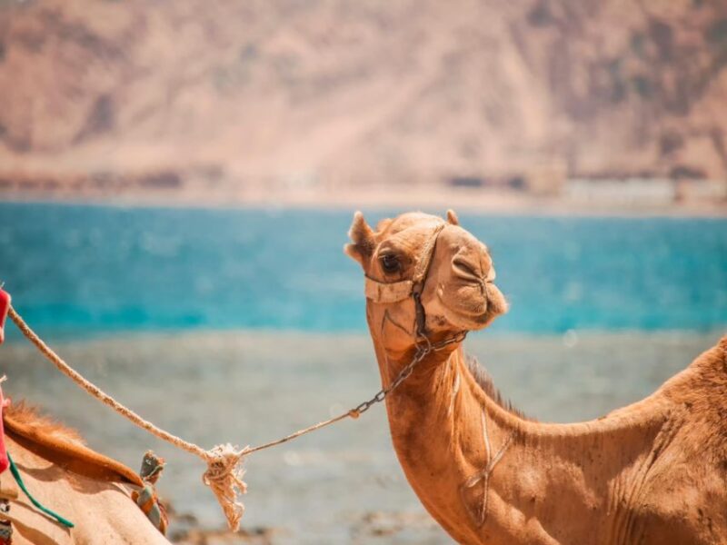 Sharm El Sheikh: Dahab, Canyon, Camel, and Snorkel Jeep Tour - Inclusions and Exclusions