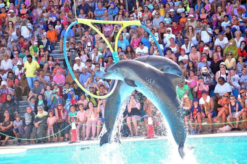 Sharm El-Sheikh: Dolphin Show & Optional Swimming W/Dolphins - Good To Know