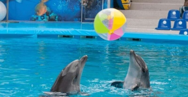Sharm El-Sheikh: Dolphin Show & Optional Swimming W/Dolphins - Experience Overview